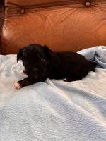 Sallys white paws, a male Cavapoo for sale in Carthage, TN – Photo 7 of 8