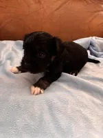 Sallys white paws, a male Cavapoo for sale in Carthage, TN – Photo 6 of 8