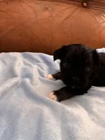 Sallys white paws, a male Cavapoo for sale in Carthage, TN – Photo 3 of 8