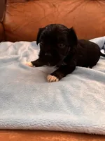 Sallys white paws, a male Cavapoo for sale in Carthage, TN – Photo 5 of 8