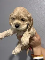 Blue collar girl, a female Cocker Spaniel for sale in Carthage, TN – 2 of 10