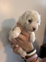 Marshes white boy, a male Poodle - Toy  for sale in Carthage, TN – 9 of 10