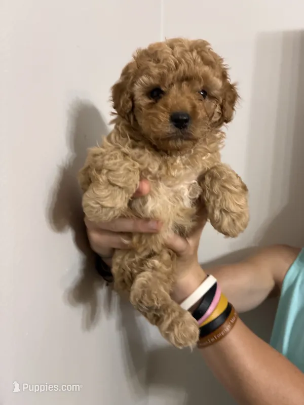 Darkest buff girl – Cavapoo puppy for sale in Carthage, TN