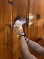 All white boy, a male Chipoo for sale in Carthage, TN – 2 of 10