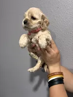 Pink collar girl, a female Cocker Spaniel for sale in Carthage, TN – 10 of 10