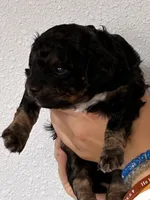 Cavapoo boy, a male Cavapoo for sale in Carthage, TN – 6 of 9
