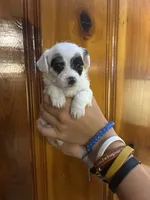 Black eye spots, a male Chipoo for sale in Carthage, TN – 3 of 10