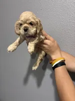 Purple collar girl, a female Cocker Spaniel for sale in Carthage, TN – 4 of 10