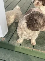 Fancy, a female Cavapoo for sale in Carthage, TN – 7 of 10