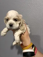 Cream and white girl, a female Cocker Spaniel for sale in Carthage, TN – 9 of 10