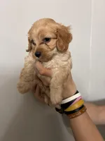 Less curly girl, a female Cavapoo for sale in Carthage, TN – 9 of 10