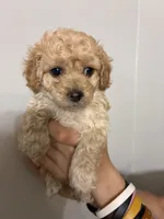 Tiniest girl, a female Cavapoo for sale in Carthage, TN – 2 of 10