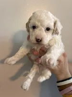 Marshes Spots pup, a male Poodle - Toy  for sale in Carthage, TN – 6 of 10