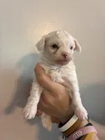 Marshes tiny boy, a male Poodle - Toy  for sale in Carthage, TN – 10 of 10