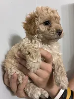 Tiniest girl, a female Cavapoo for sale in Carthage, TN – 8 of 10