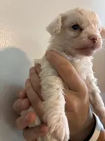 Marshes tiny boy, a male Poodle - Toy  for sale in Carthage, TN – 5 of 10