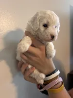 Marshes white boy, a male Poodle - Toy  for sale in Carthage, TN – 10 of 10