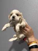 Cream and white girl, a female Cocker Spaniel for sale in Carthage, TN – 5 of 10
