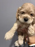 Blue collar girl, a female Cocker Spaniel for sale in Carthage, TN – 8 of 10