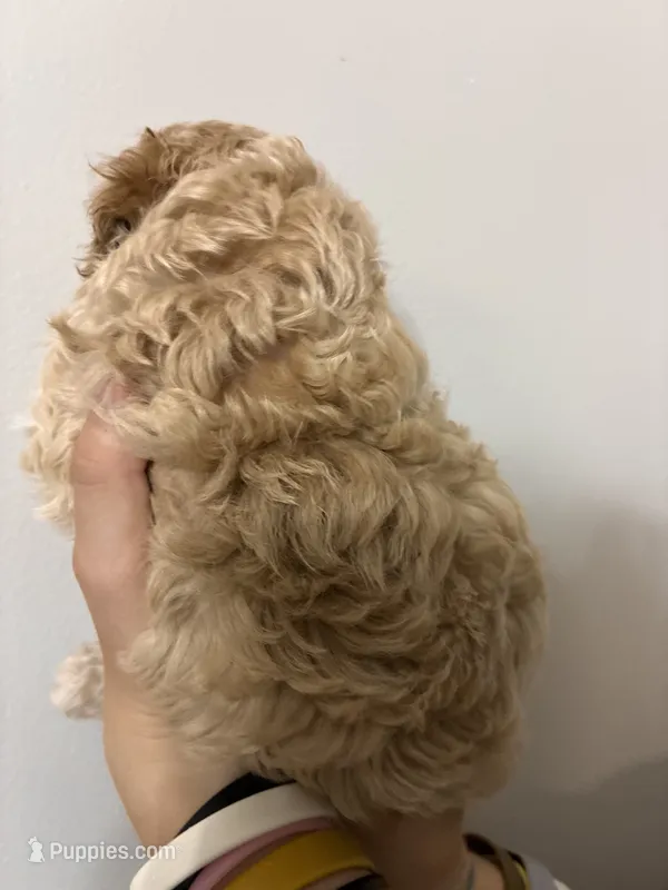Tiniest girl – Cavapoo puppy for sale in Carthage, TN