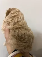 Tiniest girl, a female Cavapoo for sale in Carthage, TN – 1 of 10