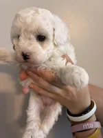 Marshes girl pup, a female Poodle - Toy  for sale in Carthage, TN – 4 of 10