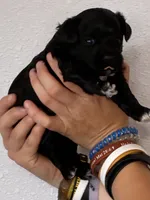 Cavapoo Girl, a female Cavapoo for sale in Carthage, TN – 2 of 10