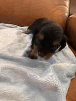 Sallys dobie, a male Cavapoo for sale in Carthage, TN – Photo 6 of 9