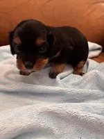 Sallys dobie, a male Cavapoo for sale in Carthage, TN – Photo 5 of 9