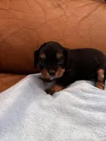 Sallys dobie, a male Cavapoo for sale in Carthage, TN – Photo 8 of 9