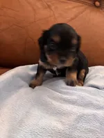 Sallys dobie, a male Cavapoo for sale in Carthage, TN – Photo 7 of 9