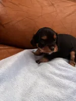 Sallys dobie, a male Cavapoo for sale in Carthage, TN – Photo 3 of 9