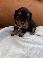 Sallys dobie, a male Cavapoo for sale in Carthage, TN – Photo 2 of 9