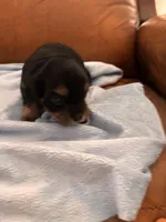 Sallys dobie, a male Cavapoo for sale in Carthage, TN – Photo 1 of 9