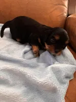 Sallys dobie, a male Cavapoo for sale in Carthage, TN – Photo 9 of 9