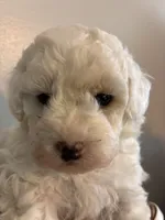 Marshes girl pup, a female Poodle - Toy  for sale in Carthage, TN – 8 of 10