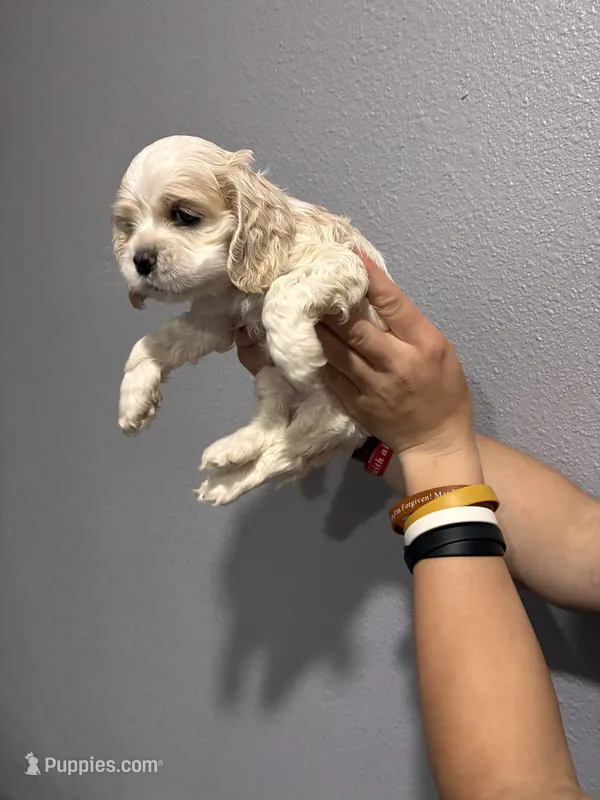 Cream and white girl – Cocker Spaniel puppy for sale in Carthage, TN