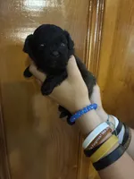 Black, brown, white, a male Shihpoo for sale in Carthage, TN – 9 of 10