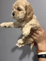 Blue collar girl, a female Cocker Spaniel for sale in Carthage, TN – 7 of 10