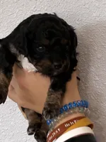 Cavapoo boy, a male Cavapoo for sale in Carthage, TN – 9 of 9