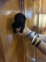Black, brown, white, a male Shihpoo for sale in Carthage, TN – 3 of 10