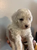 Marshes girl pup, a female Poodle - Toy  for sale in Carthage, TN – 5 of 10
