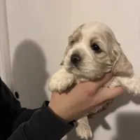 Cocker #1, a female Cocker Spaniel for sale in Carthage, TN – Photo 8 of 10