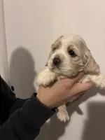 Cocker #1, a female Cocker Spaniel for sale in Carthage, TN – Photo 8 of 10