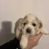 Cocker #1, a female Cocker Spaniel for sale in Carthage, TN – Photo 4 of 10