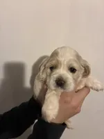 Cocker #1, a female Cocker Spaniel for sale in Carthage, TN – Photo 4 of 10