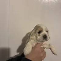 Cocker #1, a female Cocker Spaniel for sale in Carthage, TN – Photo 5 of 10