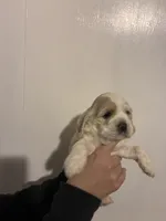 Cocker #1, a female Cocker Spaniel for sale in Carthage, TN – Photo 5 of 10