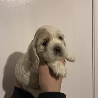 Cocker #1, a female Cocker Spaniel for sale in Carthage, TN – Photo 6 of 10