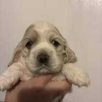 Cocker #1, a female Cocker Spaniel for sale in Carthage, TN – Photo 1 of 10